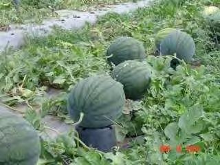 That makes it suitable for transportation. Medium maturity: about 70 75 days after sowing, weight: 2.5 3.5 kg (5.5 7.7 lb) per fruit.