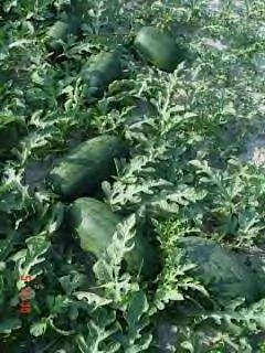 WATERMELON F1 SUGAR BELLE Hybrid variety with very high fruits setting and high yields.