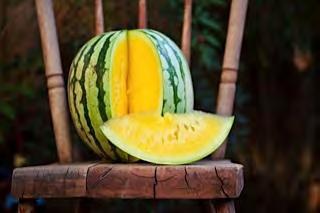 WATERMELON F1 GOLDEN TIGER Maturity (days from sowing): 90 days. Fruit weight: 4 5 kg (10 lb). Fruit is oblong, with yellow flesh, light green rind with dark green stripes.