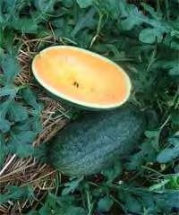 WATERMELON F1 YELLOW SIREN High fruits setting and high yield. Fruits are small oblong with yellow flesh and very sweet taste. Skin displays dark green background with black green stripes.