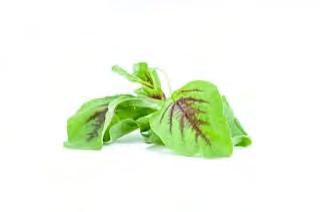 ASIAN, LEAF VEGETABLES & HERBS AMARANTHUS GREEN RED LEAF Green and red leaf variety. The leaves areslightly rounded in shape. Maturity: 25 30 days.