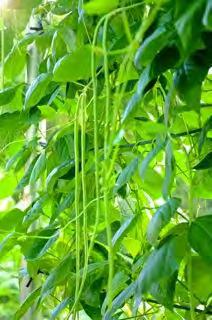 YARD LONG BEAN WHITE SEEDS Pods are long, slender, with round section, 55 60 cm (22 in.) long, medium green color. Vines: rampant climbers.