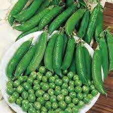 PEA RONDO Half climbing, mid late variety producing 10 12 cm (4.3 in.