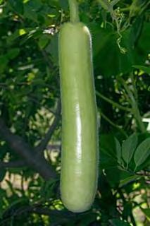 Fruits are cylindrical, straight, light green, and 50 to 55 cm long.