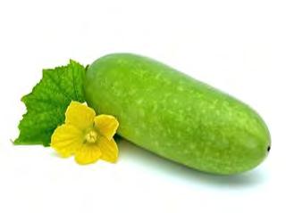 WAX GOURD F1 FAT BOY Cucurbit suitable for all tropical growing conditions.