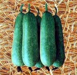 WAX GOURD F1 W 35 Asian Cucurbit variety suitable for a wide range of growing conditions. Elongated medium green fruits of 1.8 2 kg on average.