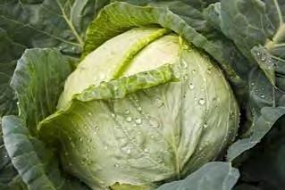 CABBAGES CABBAGE F1 ASIA CROSS An early maturity variety (55 60 days after transplanting), with high yields. Semi globe shape and firm heads with fine structure. Thick, tender flesh and sweet taste.
