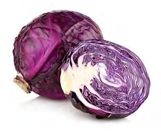 (RED) CABBAGE F1 C-05 Plant with sturdy outer leaves that grow vigorously with slightly upstanding habit. Head is round in shape, firm and compact. Head weight: above 2 kg on average.