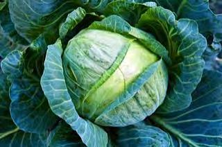 CABBAGE F1 CJN13 Globe shape, very compact heads of 2 2.5 kg with blue green color. Maturity : 90 days after transplanting.