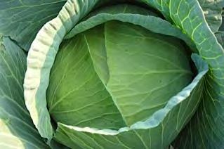 CABBAGE F1 SUMMER CROSS Early variety suitable for summer cropping in temperate areas, also suitable for growing in tropical regions, with a very high resistance to heat.