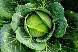 CABBAGE F1 CJK15 Deep blue green head is 2 3 kg in weight. Good holding ability.