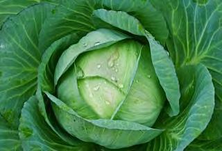 CABBAGE F1 GRL Medium early variety. Uniform semi globe head is 1.5 1.8 kg in weight. Resistant to Yellows. Tolerant to both heat and drought.