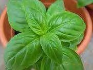 BASIL GRAND VERT Grand Vert is well adapted to a wide range of growing conditions.