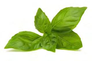 BASIL LARGE LEAF Large Leaf is well adapted to a wide range of growing conditions.