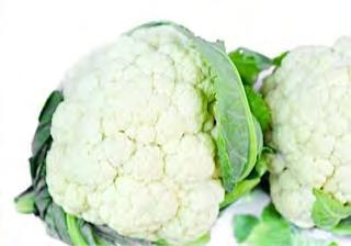 CAULIFLOWER F1 WHITE SNOW Medium early maturity ( 55 60 days after transplanting) with excellent globe, smooth head and pure white curds with thick and fine texture. Head weight : about 0.9 1 kg.