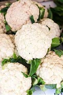 CAULIFLOWER F1 G 45 Extra early maturity (50 days maturity from transplanting) with excellent white curd quality of 0.8 kg per head. High yield.
