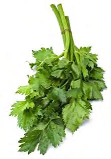 CUT CELERY FRANCE LEAF FRANCE LEAF is a new selection of dark green leaf celery, suitable for temperate and tropical areas alike. It shows very high yield potential and resistance to bolting.