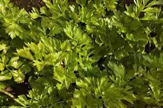 CUT CELERY GREEN 323 GREEN 323 is a leaf celery selection suitable for a wide range of growing conditions, from temperate areas to tropical regions, where it can grow all year round.