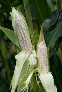 CORN & SWEET CORN CORN (STICKY WHITE) NO 1 Sticky soft pearl white kernels very tender (excellent eating quality) Good for mulching and open field growing Medium maturity of 90 days after sowing (60