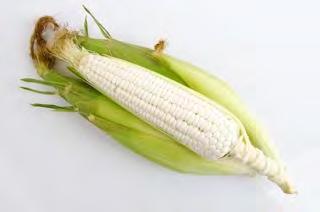 CORN / MAIZE F1 WHITE SPEAR (NO 208) Glutinous soft pearl white kernels, very tender (excellent eating quality). Good for mulching and open field growing.