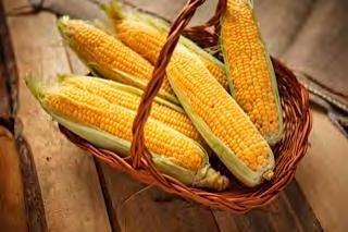 SUPERSWEET CORN F1 GOLD 1 (ZEA MAYS VAR. SACCHARATA) Super Sweet (Sh2). Bright yellow fruits with very strong heat tolerance. Maturity : 85 days. Large kernel.