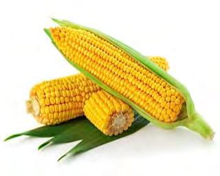 CORN (MAIZE) F1 Y 323 Plant grows vigorously and produces at least two ears per plant. The ear is filled to the tip and well covered by husk.