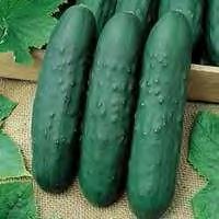CUCUMBER F1 STORM Begins production approximately 45 50 days after sowing. Fruits are very uniform, smooth and firm.