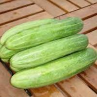 CUCUMBER F1 WHITE High yielding light green to white variety.