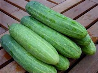 CUCUMBER F1 L-796 Vigorous growth habit. Uniform and prolific harvest. Fruits are 18 cm in length x 4.5 cm in diameter, cylindrical shape, dark green color. Fruit weight: 220 240 gram.