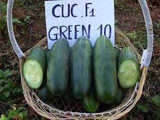 CUCUMBER F1 GREEN 10 Early, widely adapted gynoecious hybrid. Vigorous plants bear uniform dark green fruits with very high yields. F1 GREEN 10 begins production approximately 45 50 days after sowing.