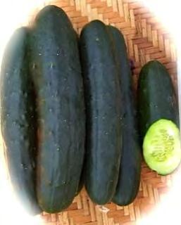 CUCUMBER F1 EK 0301 57 days maturity. (F1) Early producing plant produce high yields of dark green pickling or slicing type cucumbers. Best when harvested when 2" to 5" (5 cm to 12 cm) for pickling.