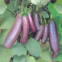 EGGPLANT F1 NO 8 Strong growth. Plants are 60 70 cm high (25 26 Inches). Eggplant F1 No 8 is suitable for growing in different soil and climatic conditions.