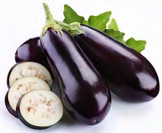 EGGPLANT F1 MIDNIGHT Suitable for growing in different soil and climatic conditions, showing an excellent behavior under tropical conditions and high temperatures.