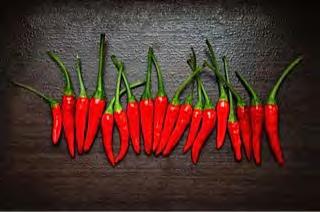 HOT CHILI F1 GR-202 Vigorous plant with very high yields. Fresh fruits are 13 14 cm (5.2 in.) long, 1.