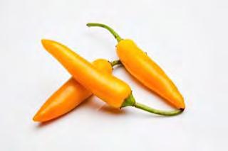 HOT PEPPER F1 YELLOW SUN Plant height: 60 70 cm (25 26 Inches). Medium late maturity cultivation for outdoor. Plants are semi erect, tall and vigorous. Fruits are large, 13 15 cm (5.5 in.) long and 2.