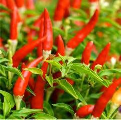 High overall tolerance to diseases with high yields, resistant to Phytophthora and Bacterial wilt. HOT PEPPER F1 RED BIRD Very hot, early (55 60 days maturity) and extremely prolific!