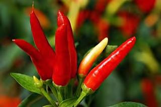 HOT PEPPER F1 GS1 Hot pepper F1 GS1 is a very hot, early (55 60 days maturity) and extremely prolific variety.
