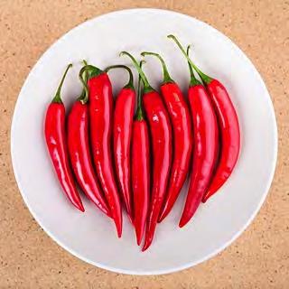 HOT PEPPER F1 BIG SUN Medium late maturity for outdoor cultivation. Plants are semi erect, tall and vigorous. Fruits are large, 13 cm long and 1.8 2.