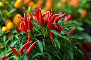 HOT PEPPER SALMON A very high yielding variety with strong vigor suitable for tropical cultivation and summer cropping in temperate areas. Bird type chili with small, upright, and very hot fruits.