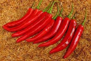 HOT PEPPER F1 SUPER HOT Early maturing and semi upright growing hybrid with dark green leaves and short internodes. Fruits are 14 15 gram in weight, 12 14 cm long and 1.5 1.7 cm in diameter.