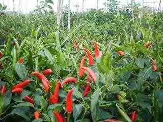 Tolerant to Tobacco mosaic virus (TMV). " Bird Chili " METEOR HOT Very hot, early (55 60 days maturity) and extremely prolific! F1 MH-1107 is a small chili, with erect fruiting habit.
