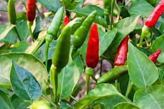 Thailand is well suited for either fresh market or dried fruits. HOT PEPPER F1 SKY HOT HOT CHILI type. Vigorous plant with very high yields.