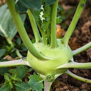 KOHLRABI KOHLRABI F1 EMERALD This variety grows in dry and cool climates. Heavy yield and very uniform crop.