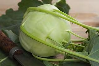 Maturity : 70 75 days after sowing (Medium early). KOHLRABI F1 NEW HERO This variety grows in dry and cool climates.