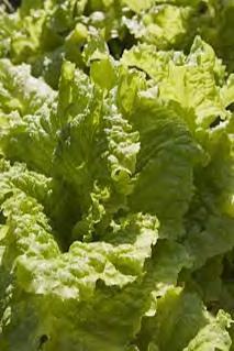 LETTUCE YELLOW SG-596 Loose leaf type, very   Maturity : 30 32