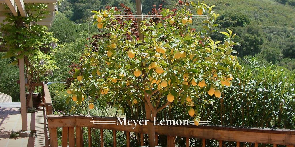 5 GALLON Citrus meyeri Meyer