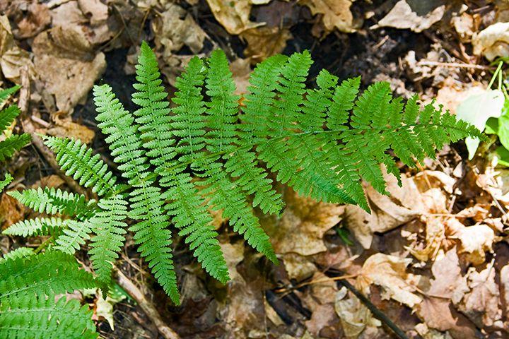 14 Lady Fern Athyrium Felix femina Attracted Pollinators: none Size: 12 36 high; 12 30 spread Light Exposure: partial to full shade Water Use: Moderate Soil: slightly acidic (>6.