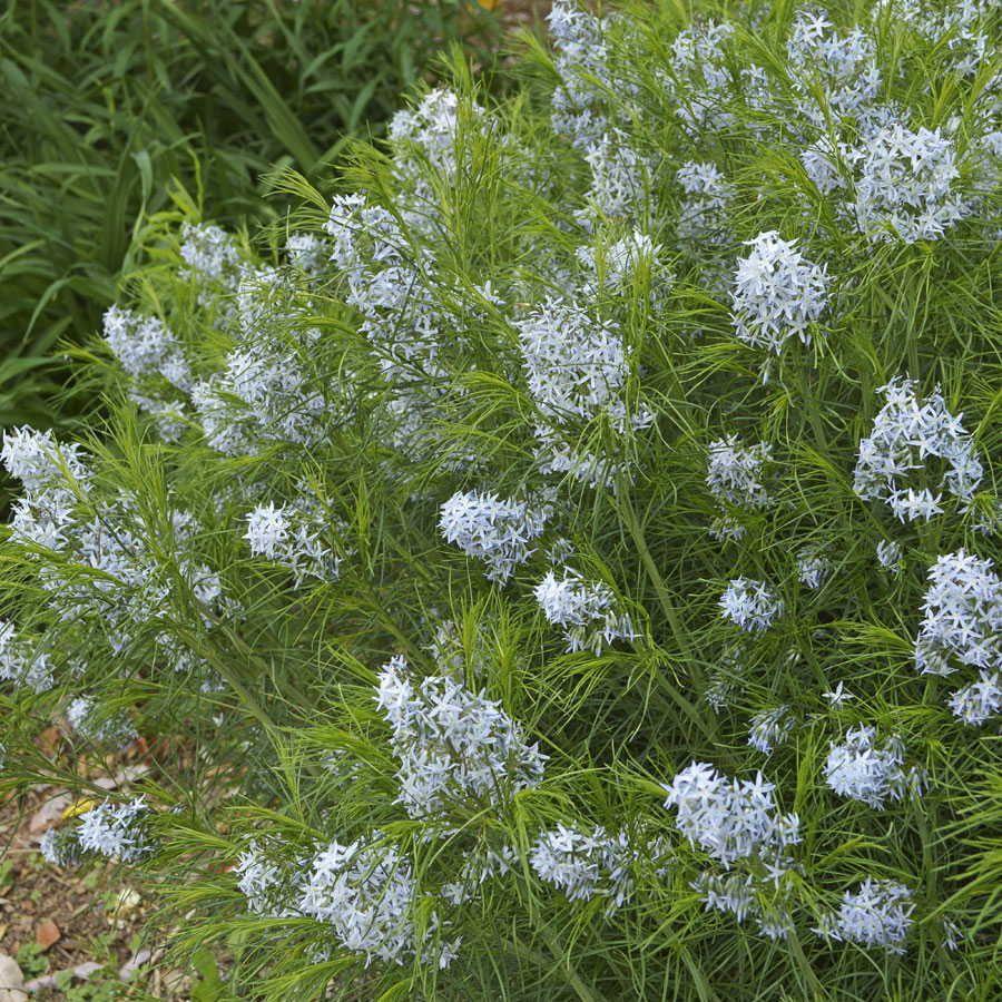 22 Arkansas Blue Star Amsonia Hubrichtii Attracted Pollinators: Butterflies Native: no, southcentral United States Size: 24 36 high; 24 36 spread Light Exposure: full sun to partial shade Water Use: