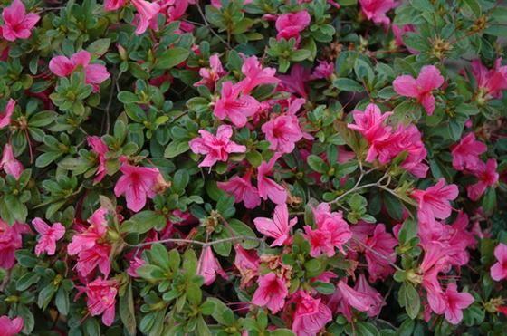 7 Autumn Cheer Azalea Rhododendron Autumn Cheer Attracted Pollinators: Bees and Butterflies Native: no, interspecific hybrid Size: 24 36 high; 36 48 spread Light Exposure: Dappled, slightly shaded