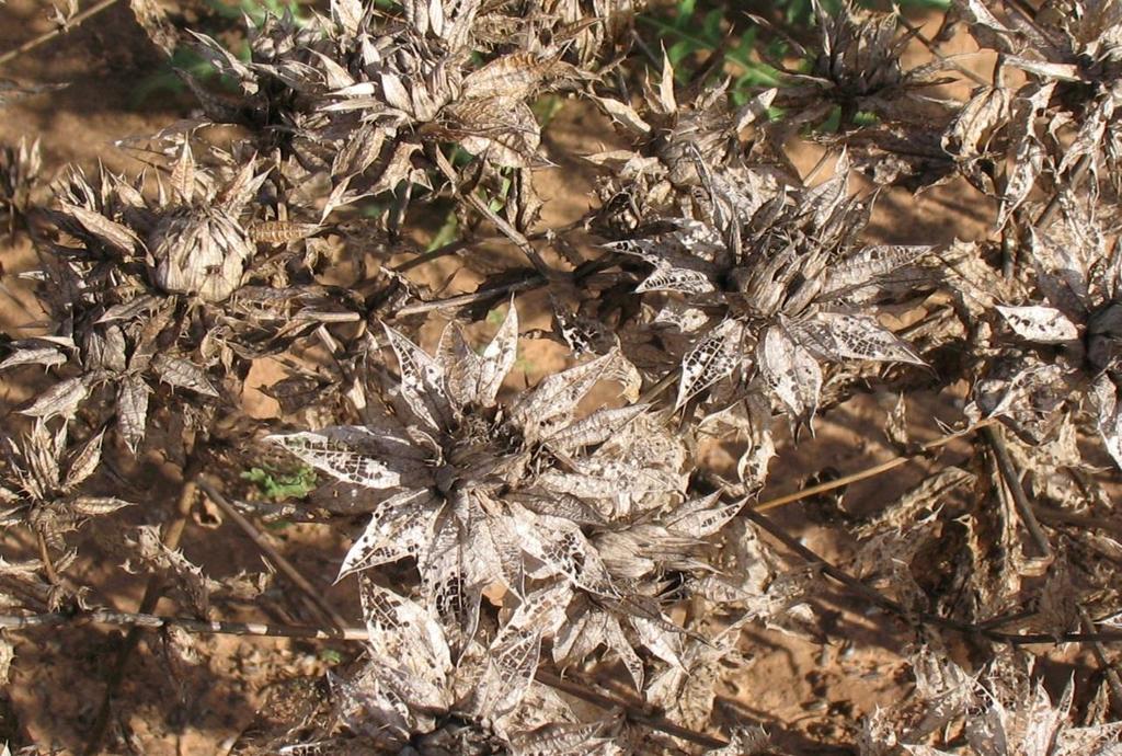 Spring Safflower Best time to plant? Seed germination can handle cold temps down to 40 F Initial TX South Plains seeding is best probably late Feb.